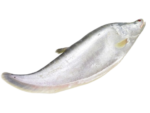 River Chitol Fish (নদীর চিতল মাছ)