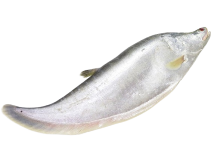 River Chitol Fish (নদীর চিতল মাছ)