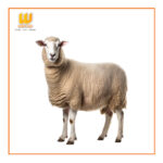 Sheep (ভেড়ার মাংস)