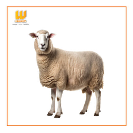 Sheep (ভেড়ার মাংস)