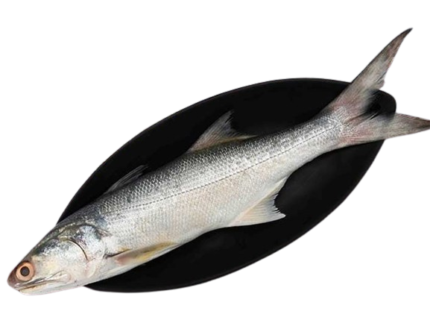 Salmon Fish (স্যালমন মাছ)