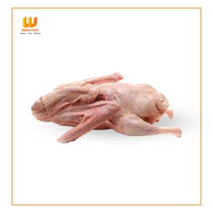 Chinese duck (চীনাহাঁস)