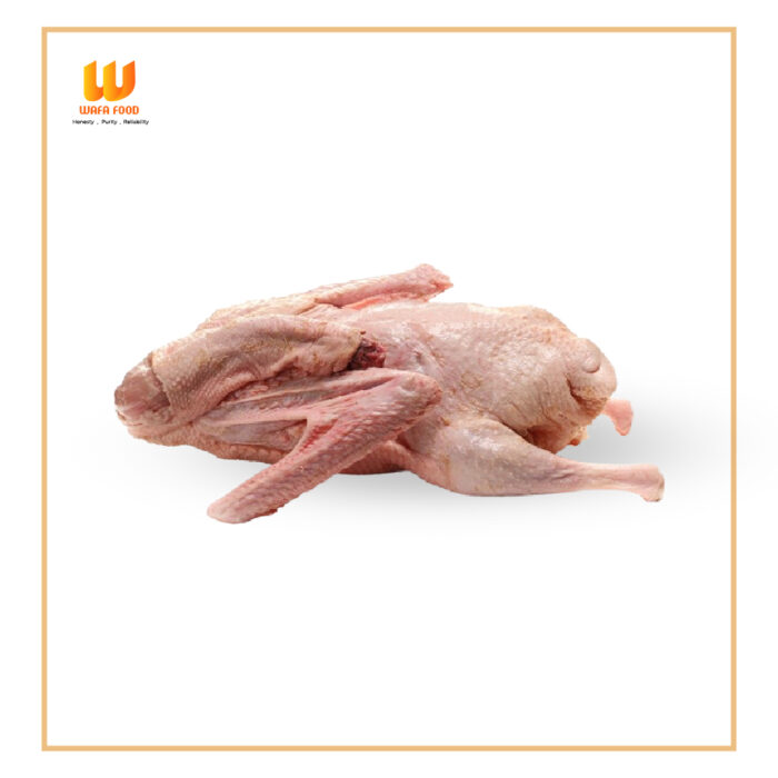 Chinese duck (চীনাহাঁস)
