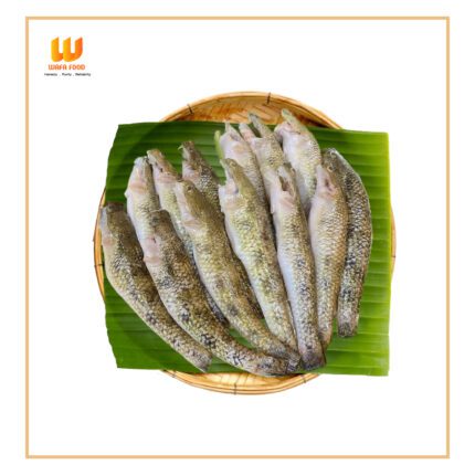 Bele Fish(বেলে মাছ)