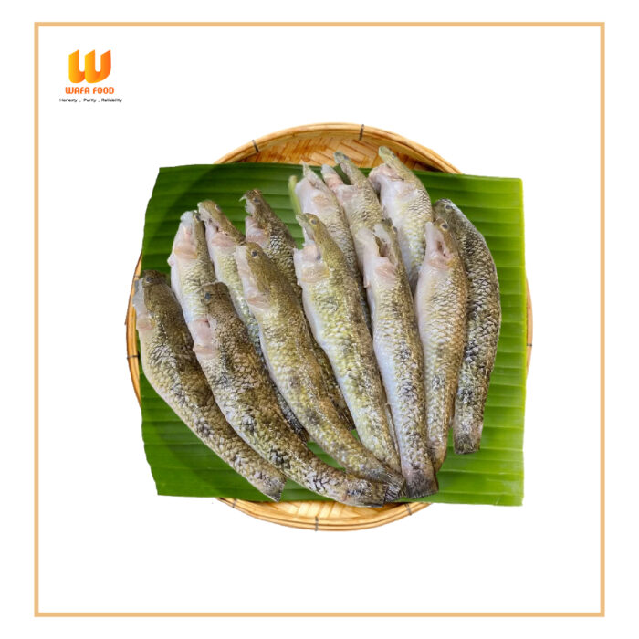 Bele Fish(বেলে মাছ)