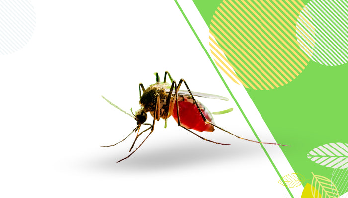 ১০ টি ডেঙ্গু জ্বরের লক্ষণ এবং করণীয়